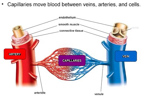 What Do Capillary Walls Contain at Betty Pemberton blog