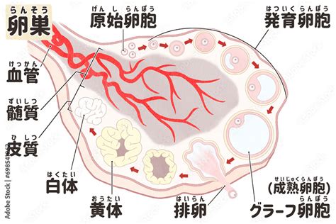 Folliculogenesis stages labeled diagram Ovarian follicle development PNG Stock Illustration ...