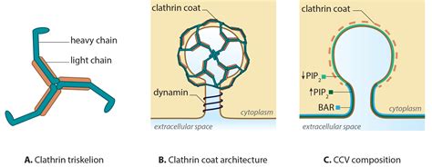 What is clathrin-mediated endocytosis? - MBInfo Wiki