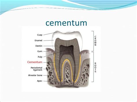 Cementum seminar