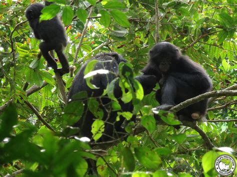 Reports from Bonobo Conservation Initiative - GlobalGiving