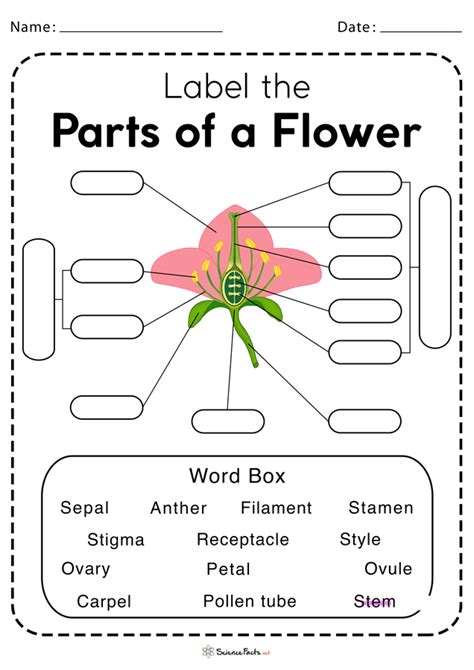 Parts of a Flower Worksheets - Free Printable