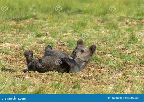 European Brown Bear Cub stock image. Image of nature - 122398297