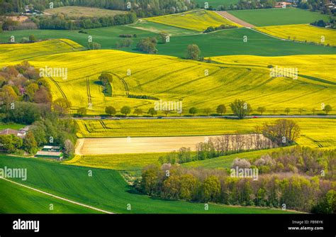 Aerial view, agriculture, canola fields south of Alt-Erkrath, Erkrath ...