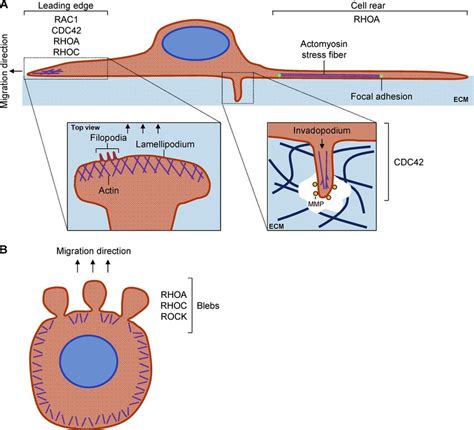 Rho GTPase-driven single cell migration modes. (A) Individual cells can... | Download Scientific ...