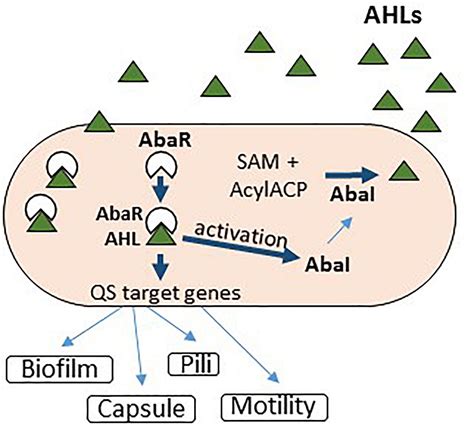 Frontiers | Modulation of Quorum Sensing and Biofilms in Less Investigated Gram-Negative ESKAPE ...