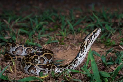 Burmese python (Python bivittatus)