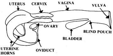 G2015 Reproductive Anatomy and Physiology of the Cow | University ... | Physiology, Anatomy and ...