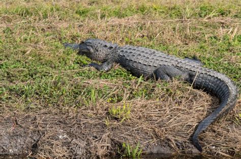 Lake Apopka Wildlife Drive: Photography Tips - Aimless Travels