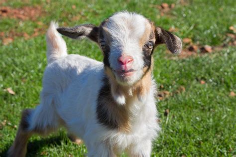 Curious Baby Goat Photograph by Kathleen Bishop - Fine Art America