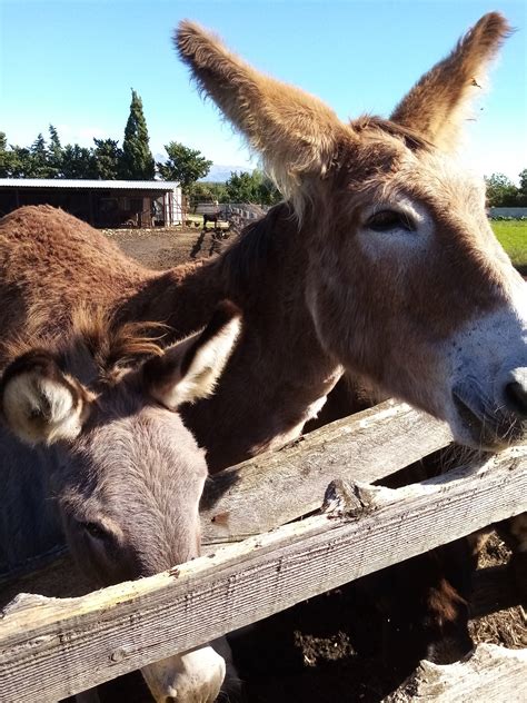 A successful donkey farm near Zadar: Why the donkey is a man’s best friend? | Organic ...