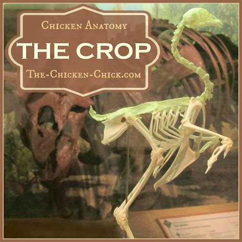 The Chicken Chick®: Chicken Anatomy: The Crop, Impacted Crop & Sour Crop