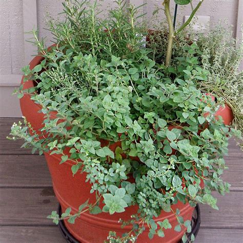 Bonnie Plants 2.32 qt. Greek Oregano Herb Plant 5080 - The Home Depot