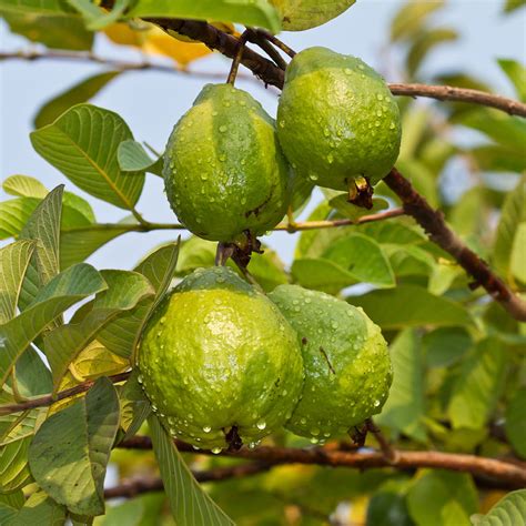 Tropical Pink Guava Trees for Sale | FastGrowingTrees.com