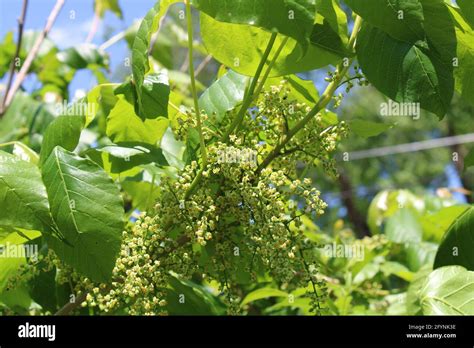 Eastern Poison Ivy Flowers Stock Photo - Alamy