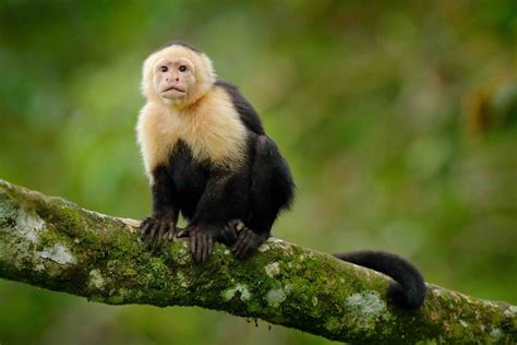 19 Fascinating Capuchin Monkey Facts - Facts.net