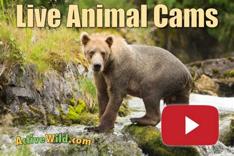 The Best Live Animal Cams: Wildlife Cameras From Around the World.