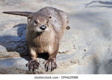 Otter Feet Photos, Images & Pictures | Shutterstock