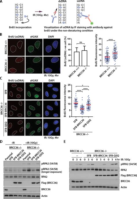 BRCC36 DUB limits DNA end resection. A, schematic illustration ...