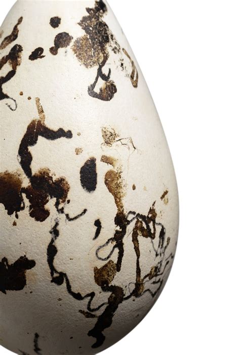 An Egg of the Extinct Great Auk | Natural History | 2021 | Sotheby's