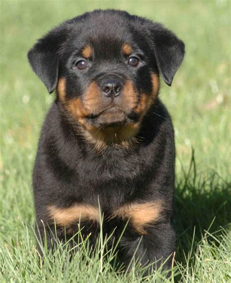 Cute Dogs: Big Rottweiler dogs