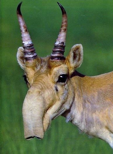 Saiga Antelope Facts, Habitat, Extinction, Life Cycle, Baby, Pictures