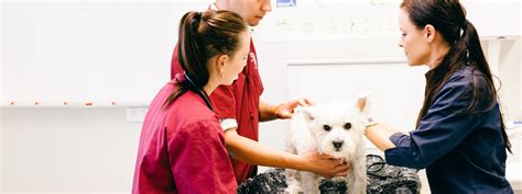 Scholarships for Undergraduate Veterinary Students - Alumni and ...