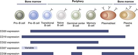 Anti-CD20–mediated B-cell depletion in autoimmune diseases: successes ...