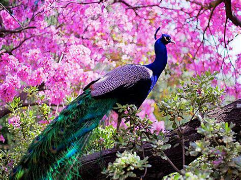 Pretty Peacocks!