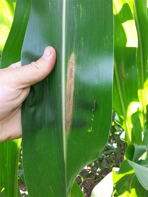 Northern Corn Leaf Blight