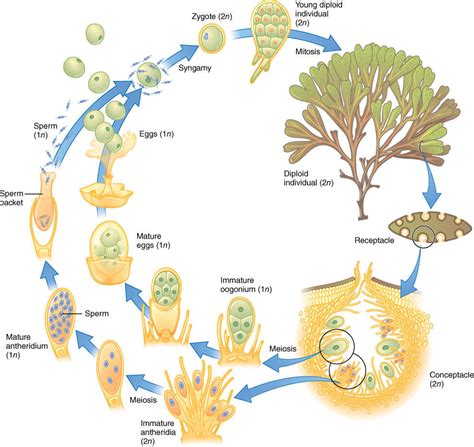 Algae and the Origin of Eukaryotic Cells - Genetics and Evolution