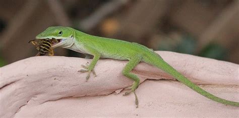 12 Delightful Facts About Lizards | The Fact Site