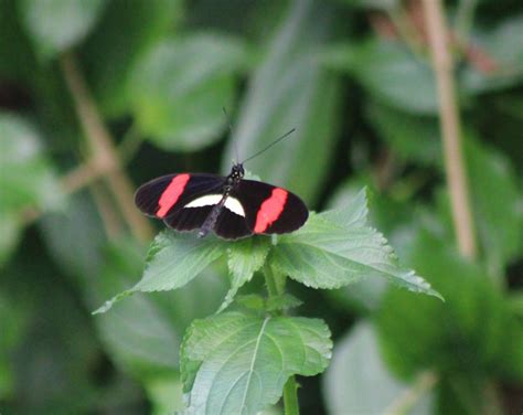 Heliconius butterfly - ZooChat