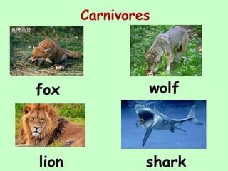 Carnivores herbivores omnivores with examples | PPT