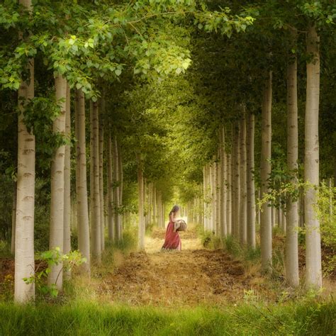 Dreamy Forest by Jose Miguel Sanchez camera: Sony Alpha a7 III lens ...