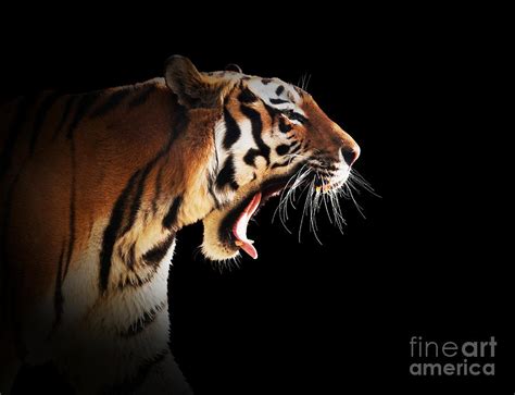 Tiger Roaring Wallpaper