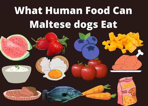 What Human Food Can Maltese Dogs Eat [16 Foods]