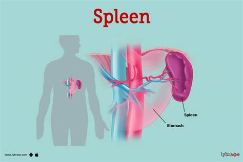 Spleen (Human Anatomy): Picture, Function, Diseases and More