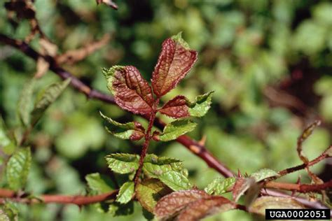 rose rosette disease (RRD) (Emaravirus Rose rosette disease)