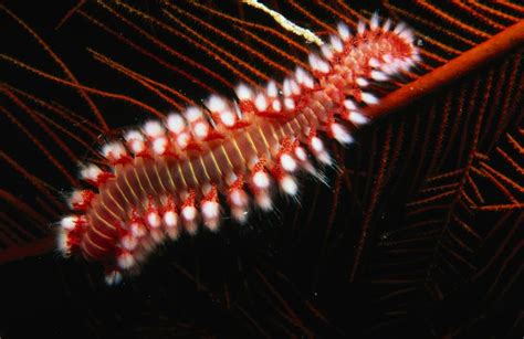 Bearded Fireworms: Avoiding and Treating Stings