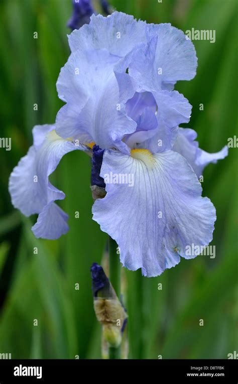 Pale blue iris flower Stock Photo - Alamy