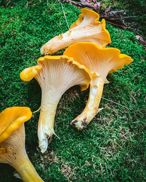 Foraging Chanterelle Mushrooms: Identification & Look-alikes