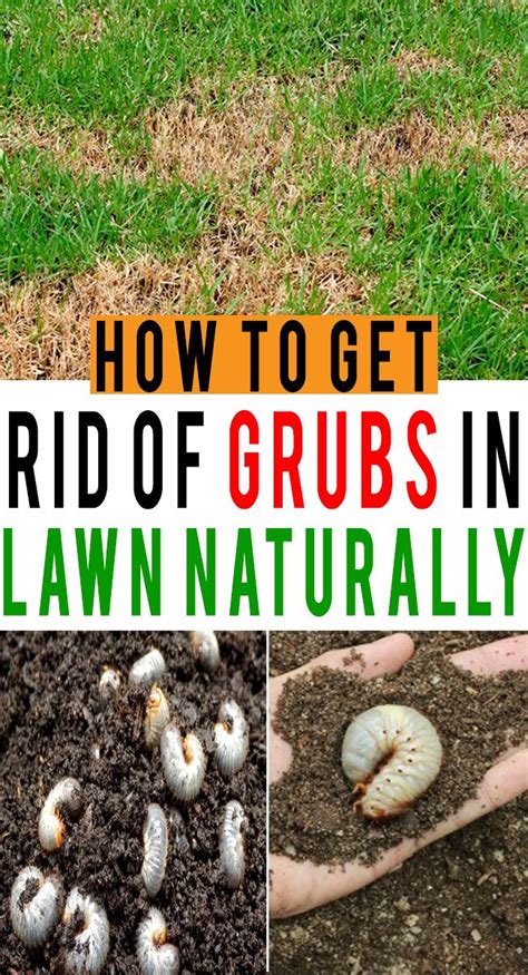 Get Rid Of Grubs In Lawn Naturally, how | Garden grubs, Garden pests