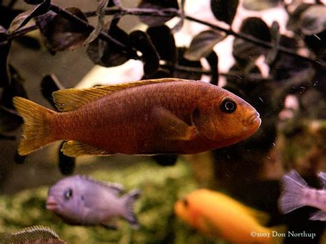 Rusty Cichlid | Cichlids, Tropical fish, Fish pet