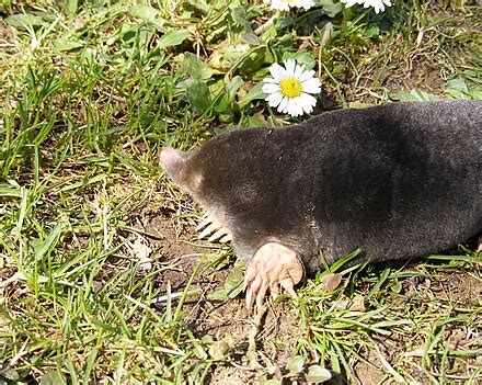 Mole (animal) - Wikipedia