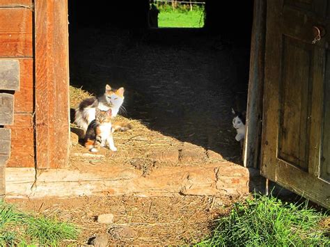 Adopt A Barn Cat - Georgian Triangle Humane Society