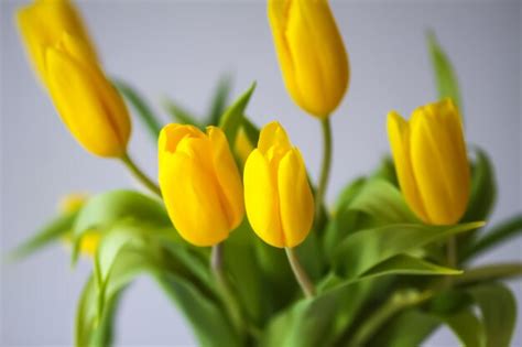 Premium Photo | Yellow tulips beautiful spring flowers