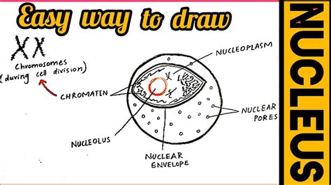 Nucleus Easy Drawing