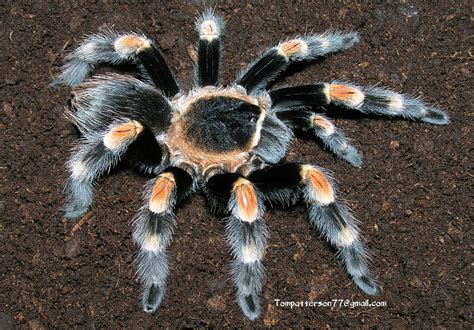 Brachypelma hamorii – Hardcore Arachnids