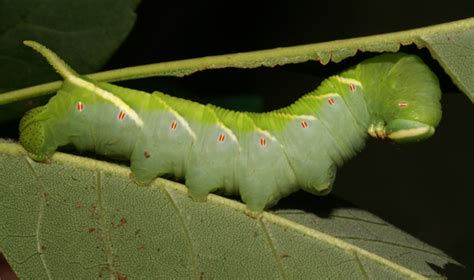 Sphingidae, larva reacting - Ceratomia undulosa - BugGuide.Net